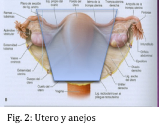 utero-y-anejos